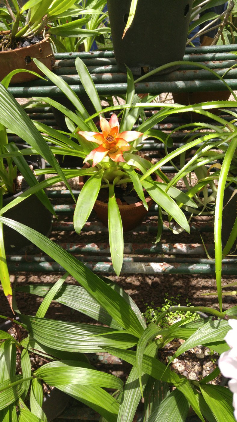 Soroa