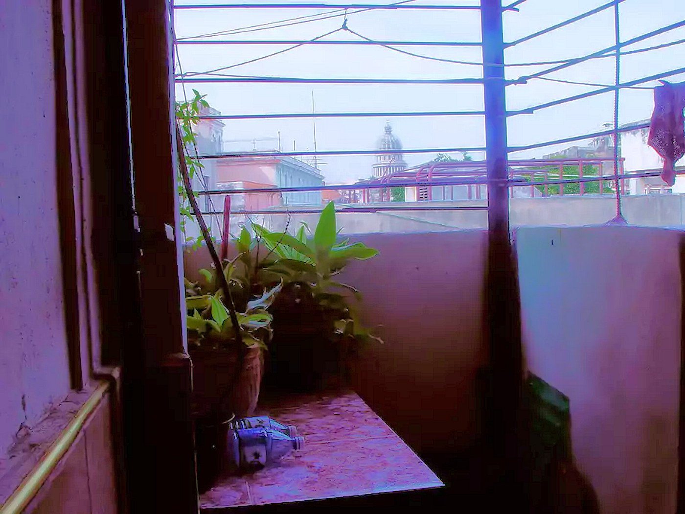 Little back yard